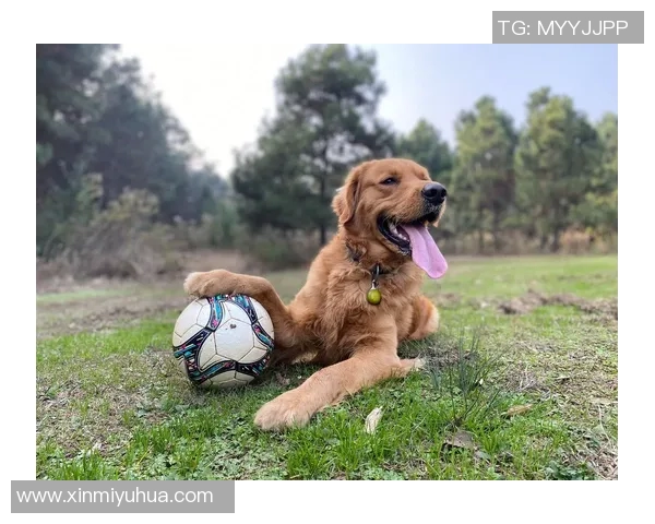 足球明星们的宠物生活揭秘他们都养了哪些可爱的动物伙伴